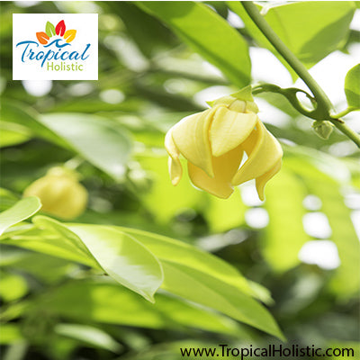 Ylang Ylang Essential Oil